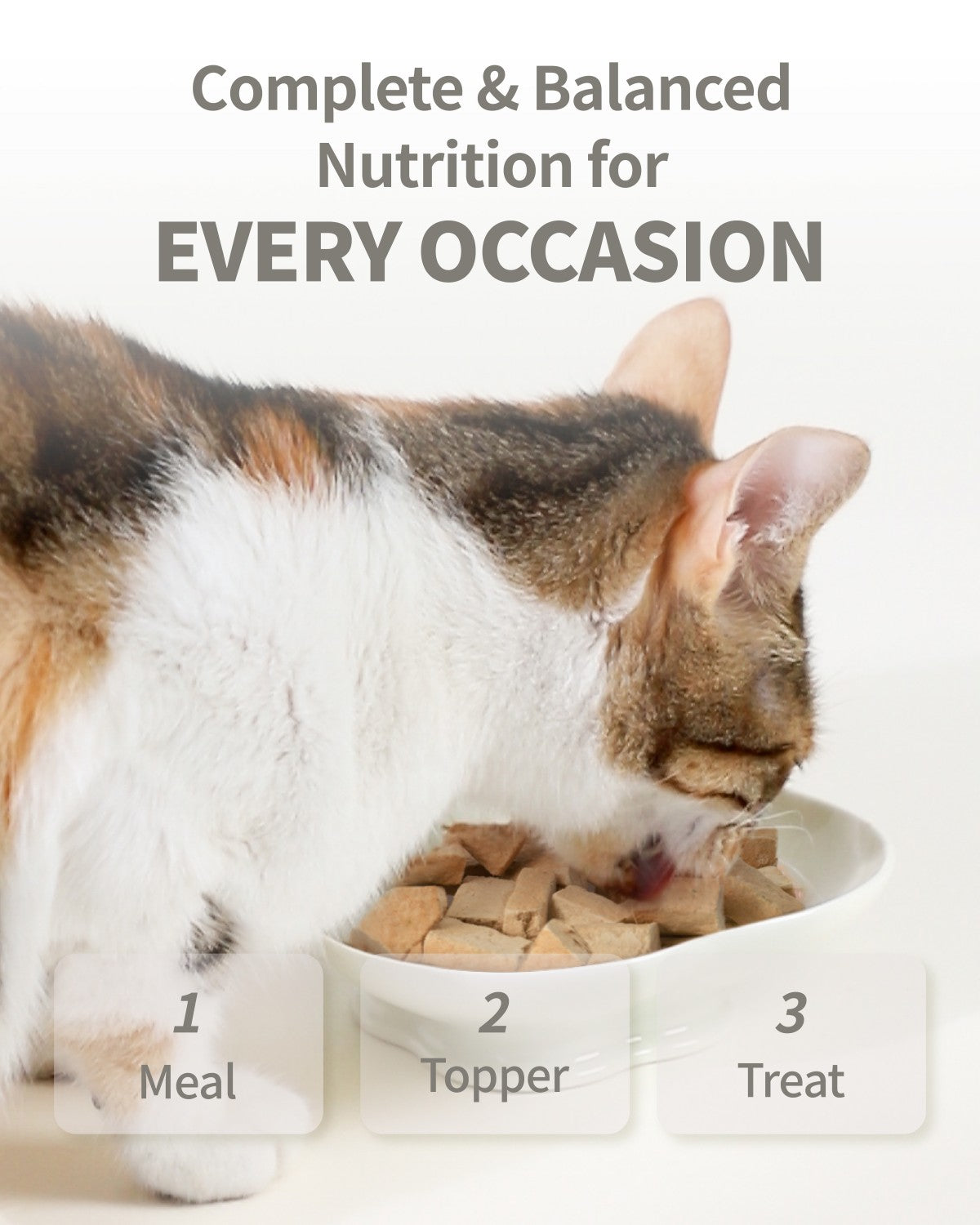 PET-EVER Purefeast Freeze Dried Raw Cat Food Rabbit Recipe - 14Ounce ...