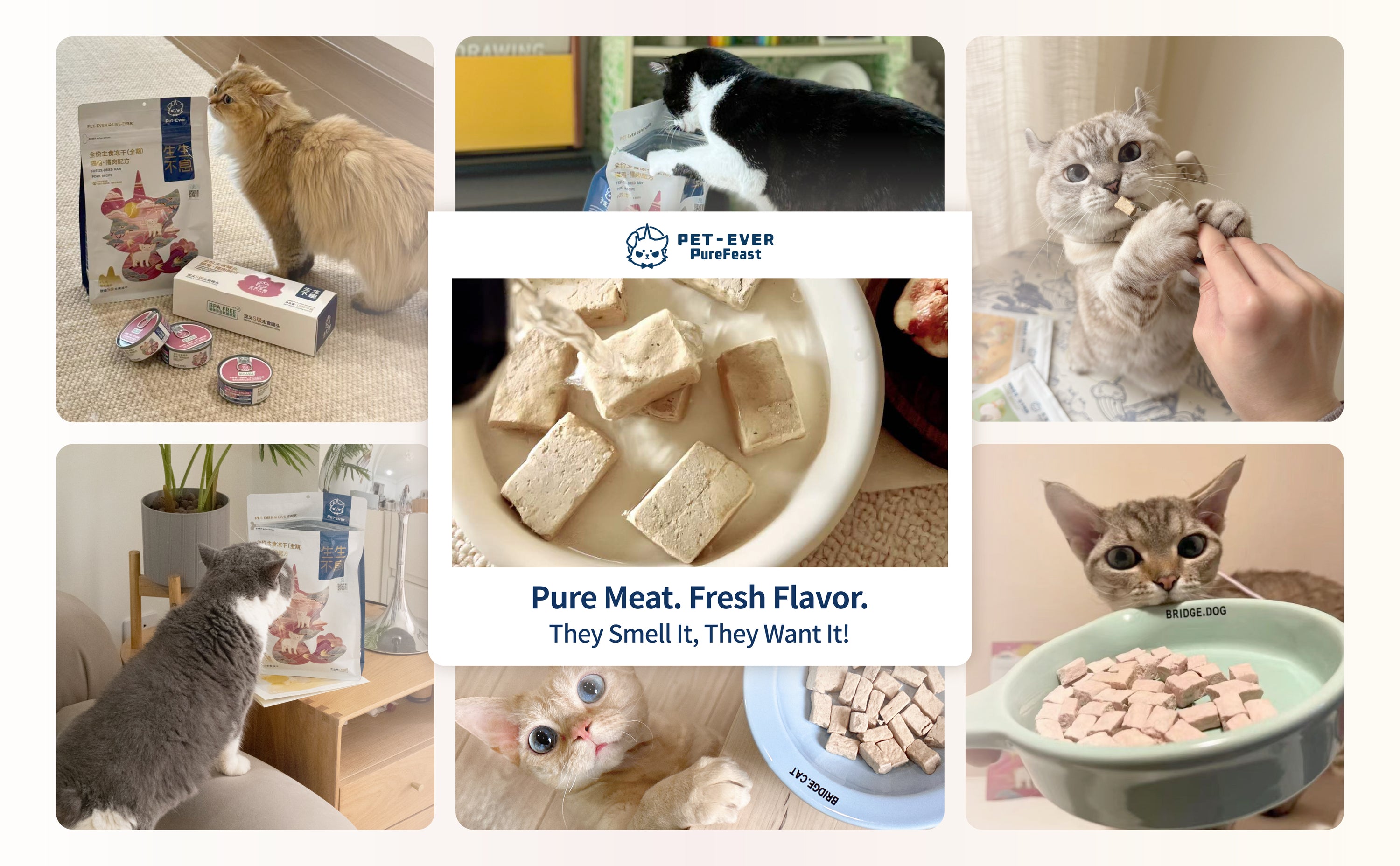 PET-EVER PureFeast Freeze-Dried Cat Food, 97% Animal Origin Soft Dry Raw Food for Cats, High Protein Healthy Freeze Dried Cat Treat & Topper (Beef Recipe - 2.1 Ounce)